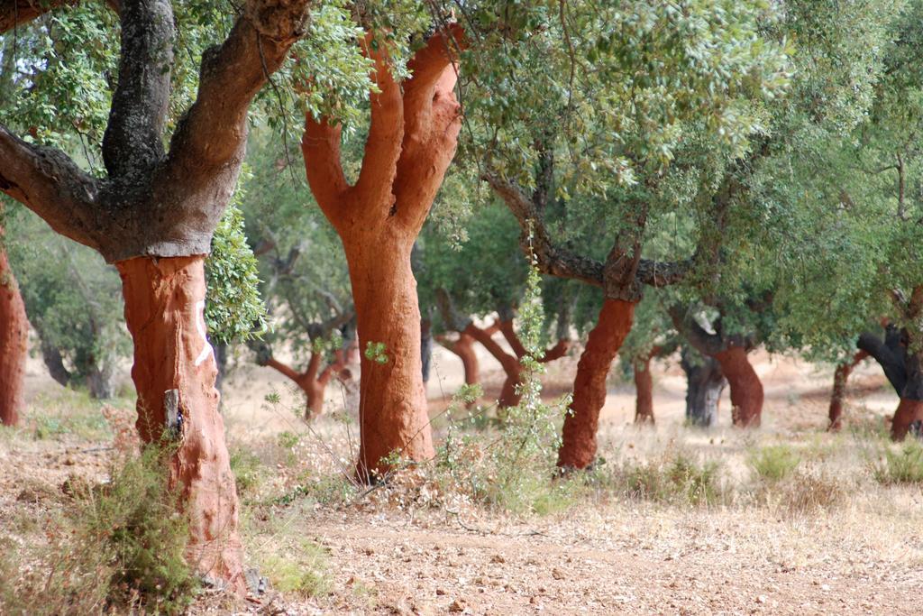 Bubulcus And Bolotas - Off Grid Nature Holiday Home Vimieiro  Экстерьер фото
